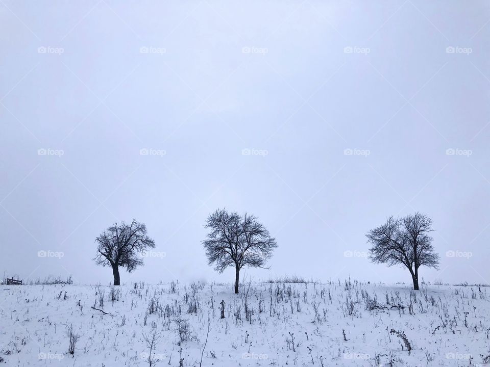 Three Trees