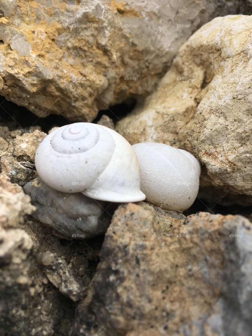 Snails on stone