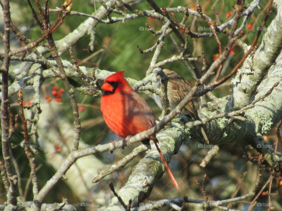 Cardinal