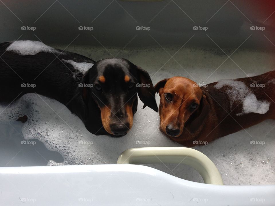 Two cute dogs in a bathtub