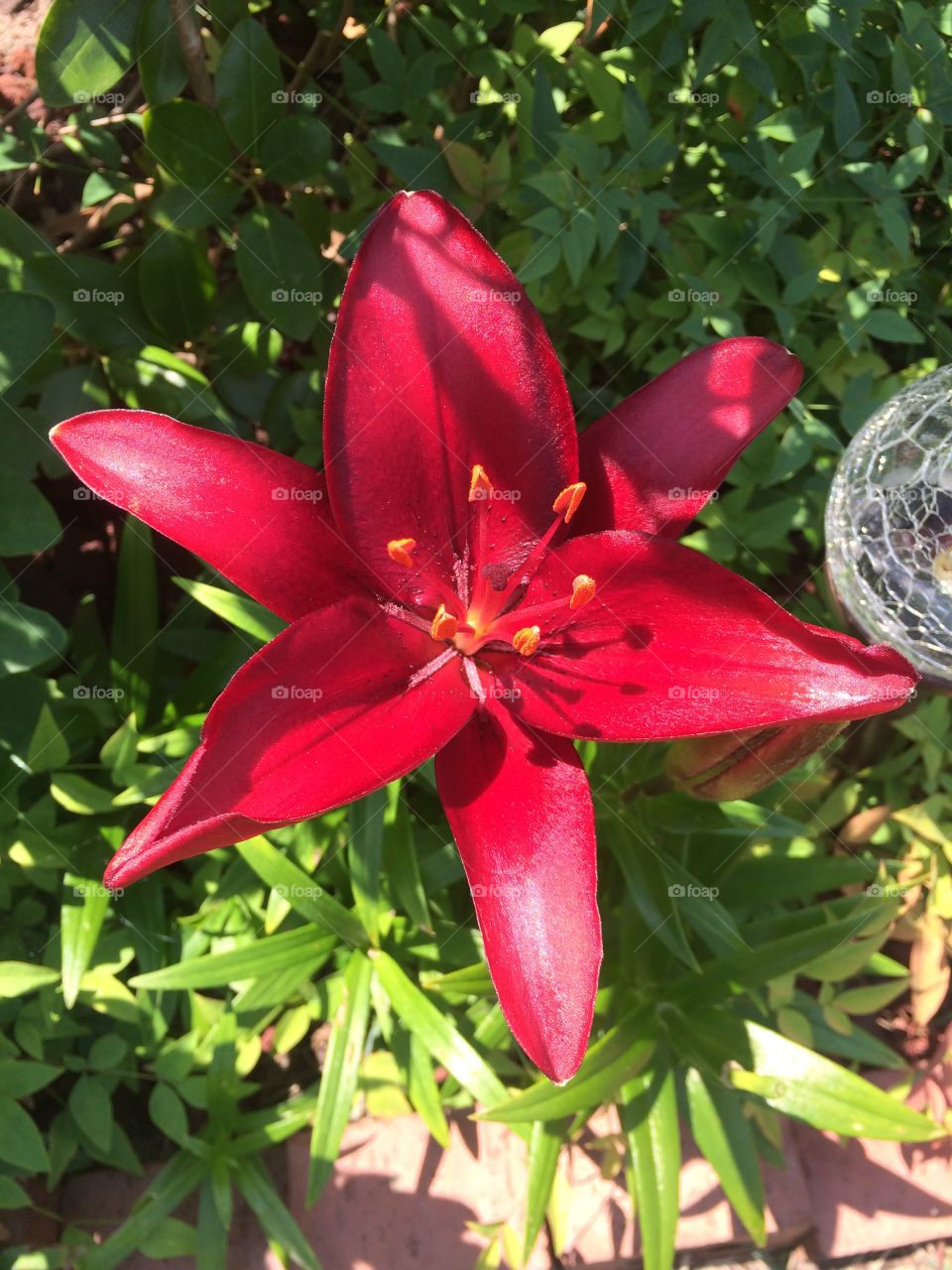 Nature, Flower, Flora, Summer, Garden