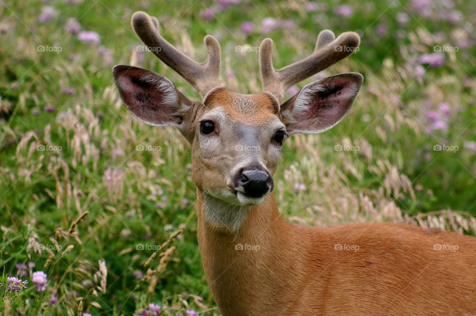 Young Buck. Blue Ridge Mountains