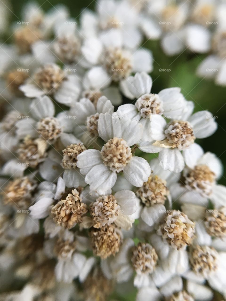 Nature, Season, Flora, Flower, Closeup