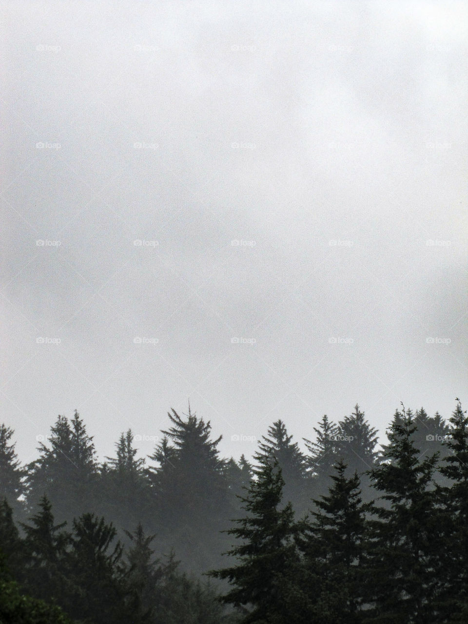 fog tree sillouhette