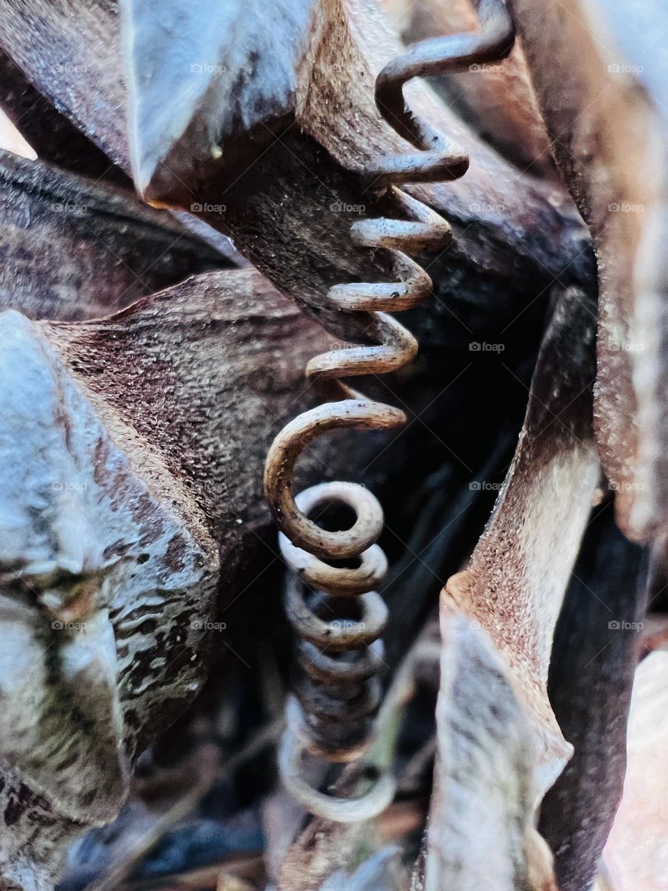 Woody tendril of a creeping vine entwined in a pine cone on the forest floor 