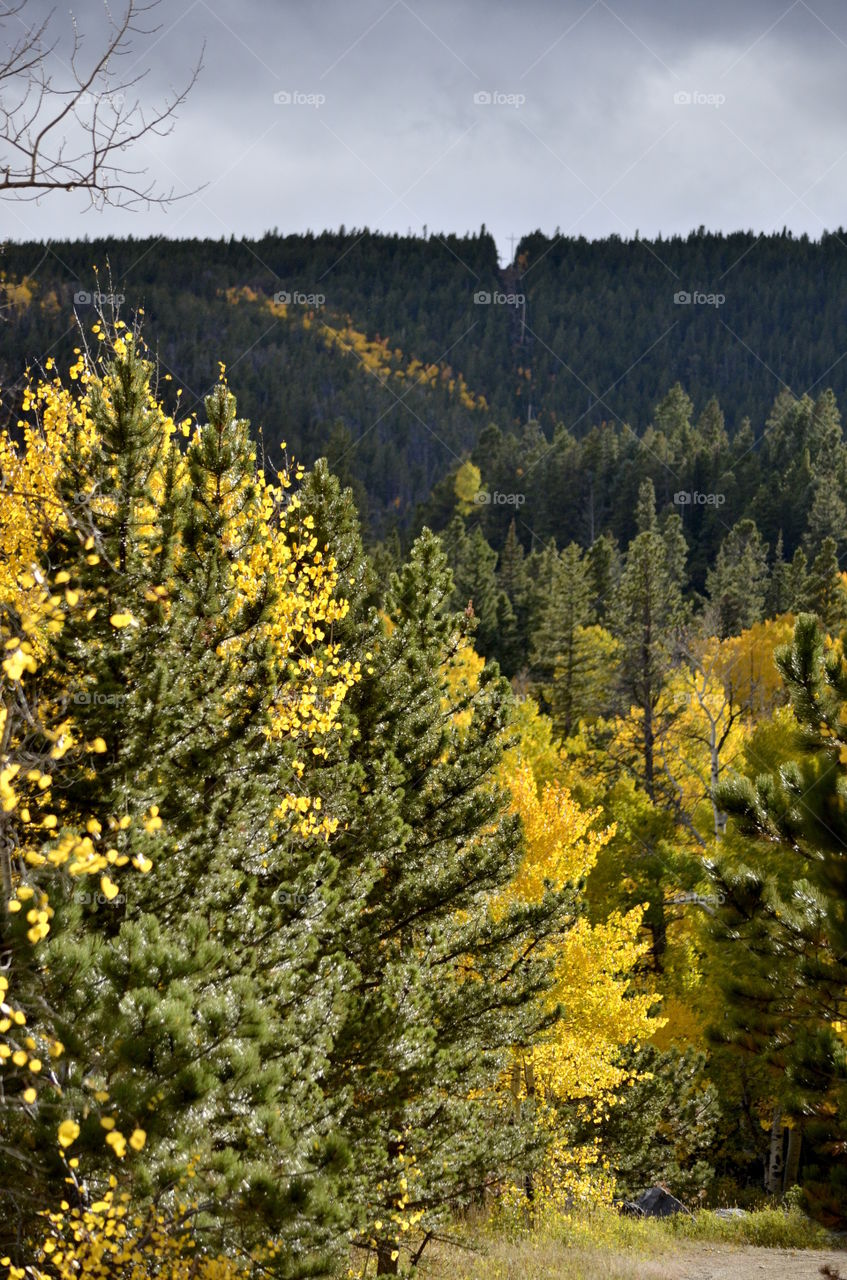 Hillside on Fire with Fall