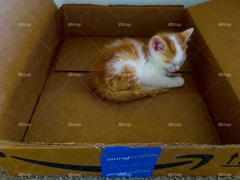 Tiny kitten in amazon shipment box