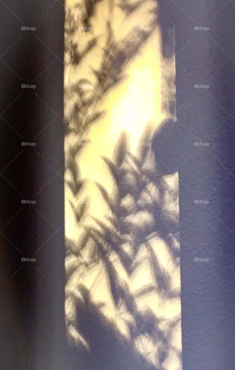 Shadows on My Wall
