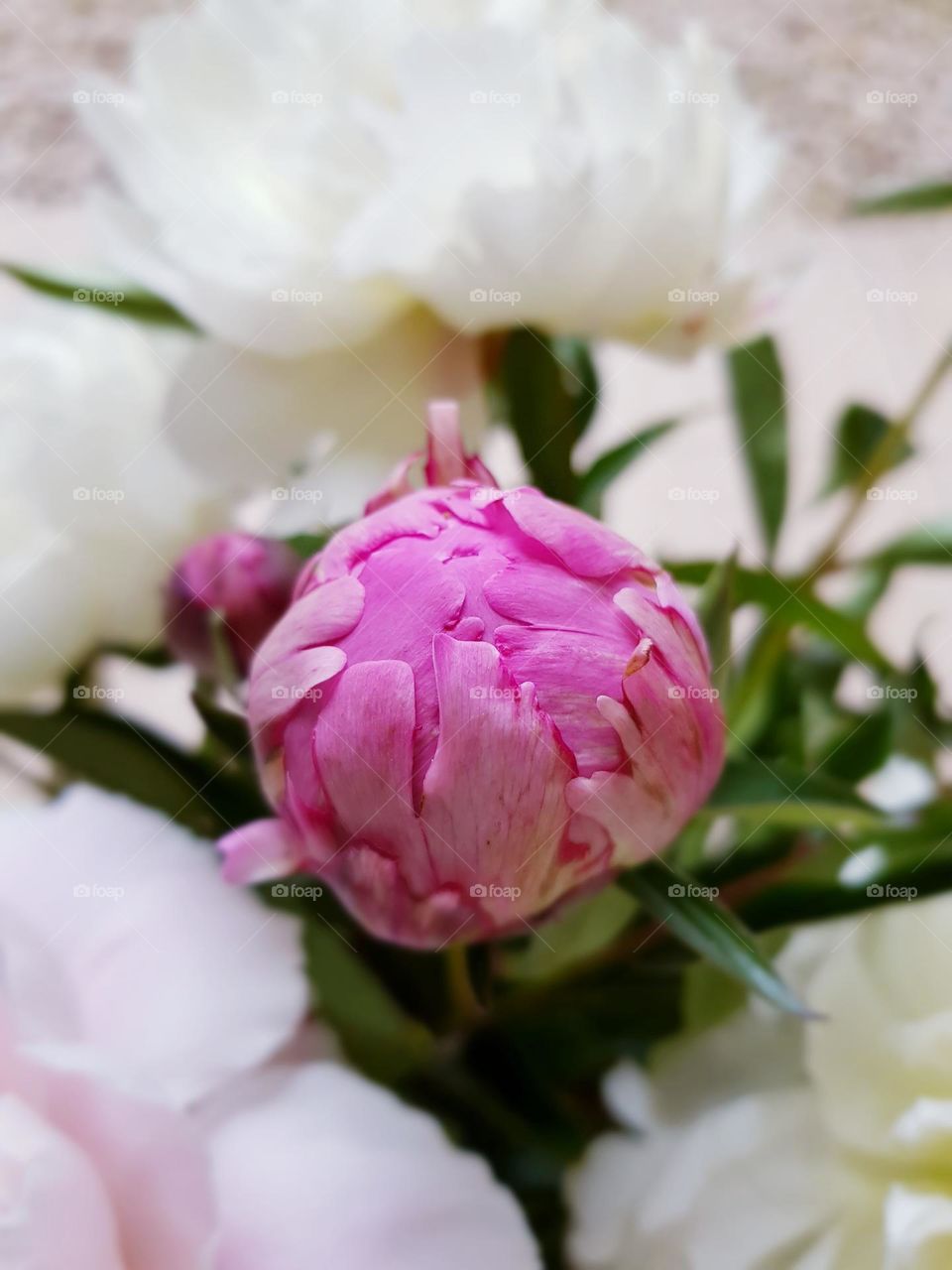 Peony