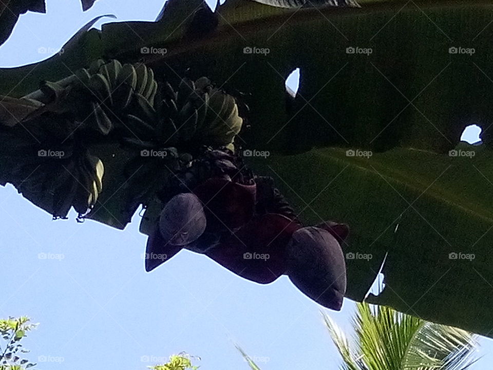 banana tree with two branch of fruits and flowers