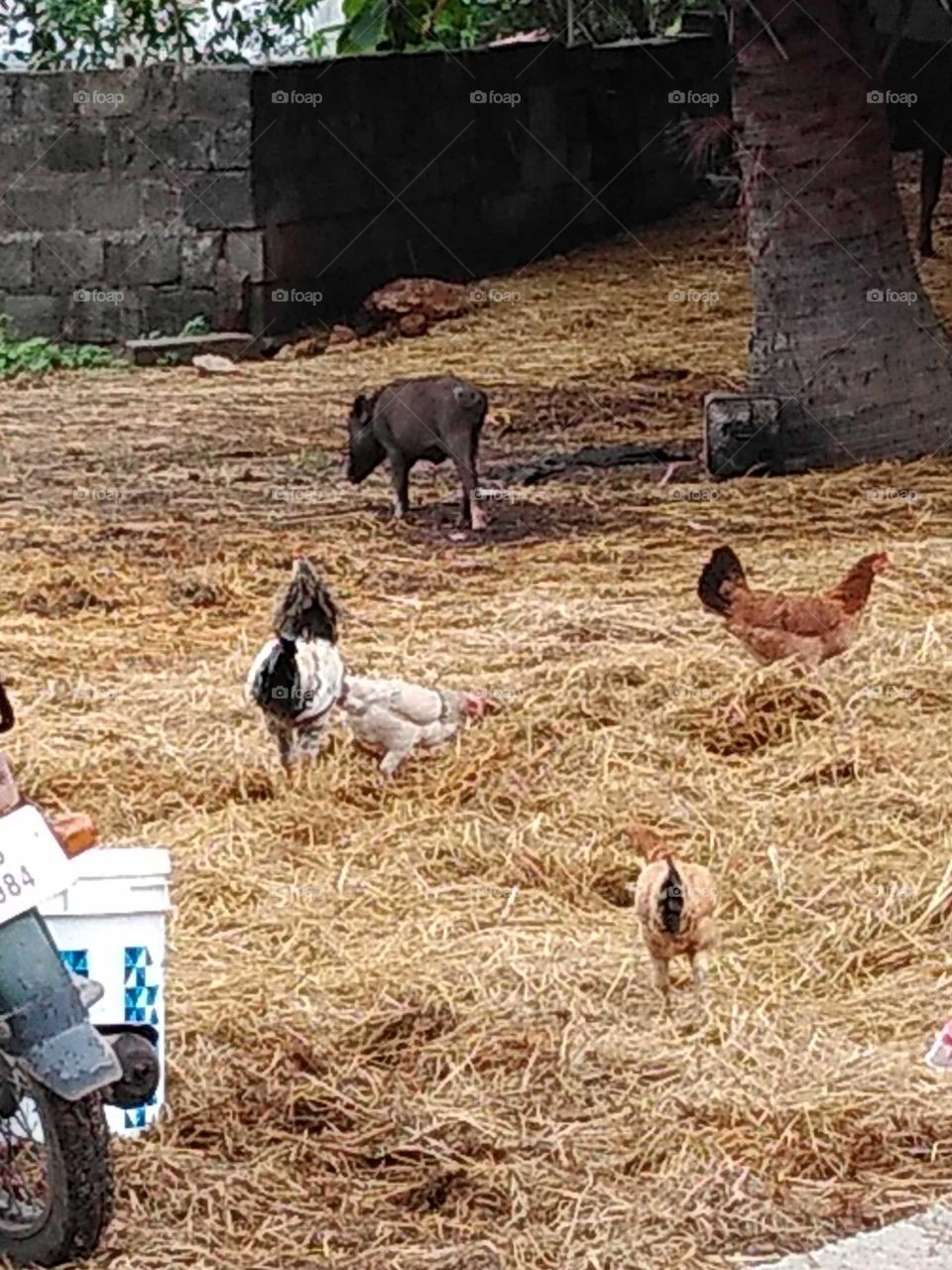 country chickens and a pig feeding on the grass