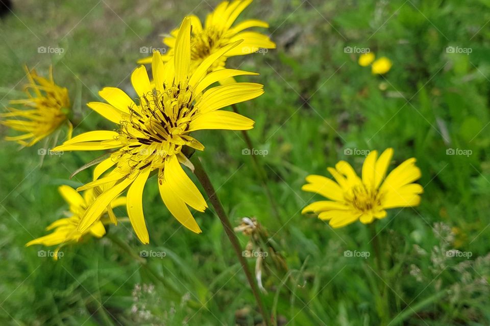 Yellow flowers
