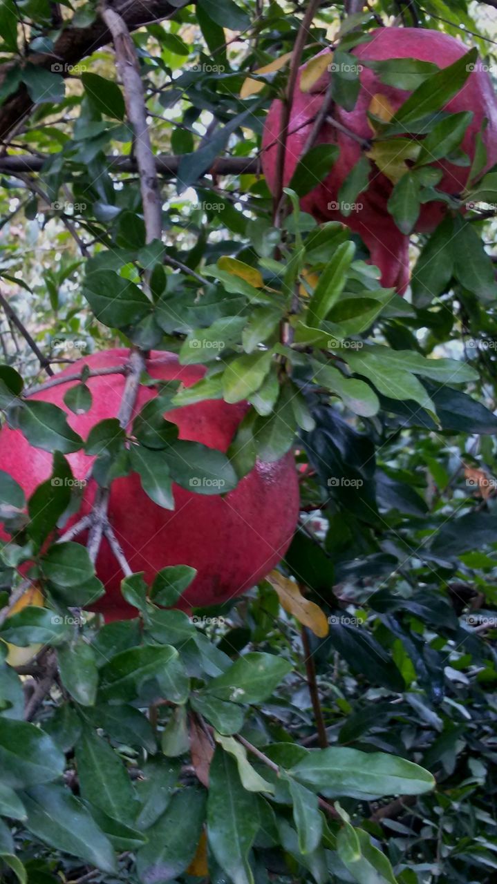 Fruits of pomegranate