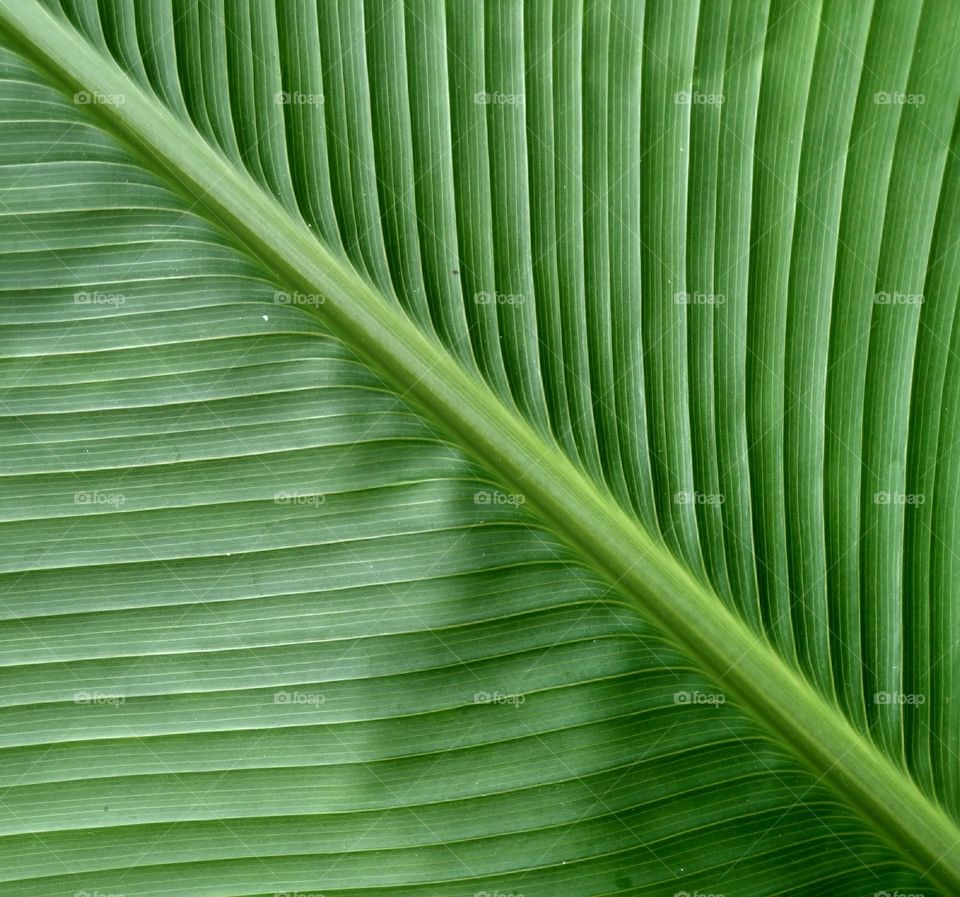 View the beautiful and natural motifs of banana leaves