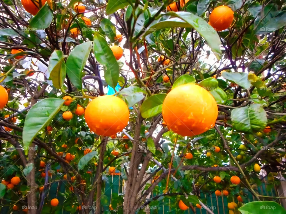 An orange tree laden with oranges and green leaves kissed by the rain on the Italian island of Ischia