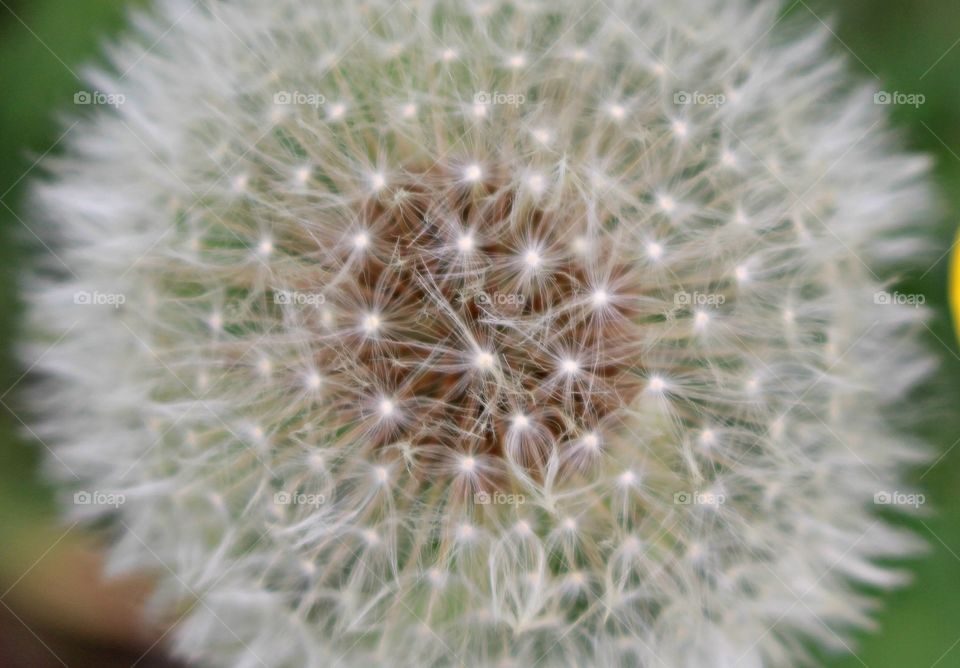 texture of seeds