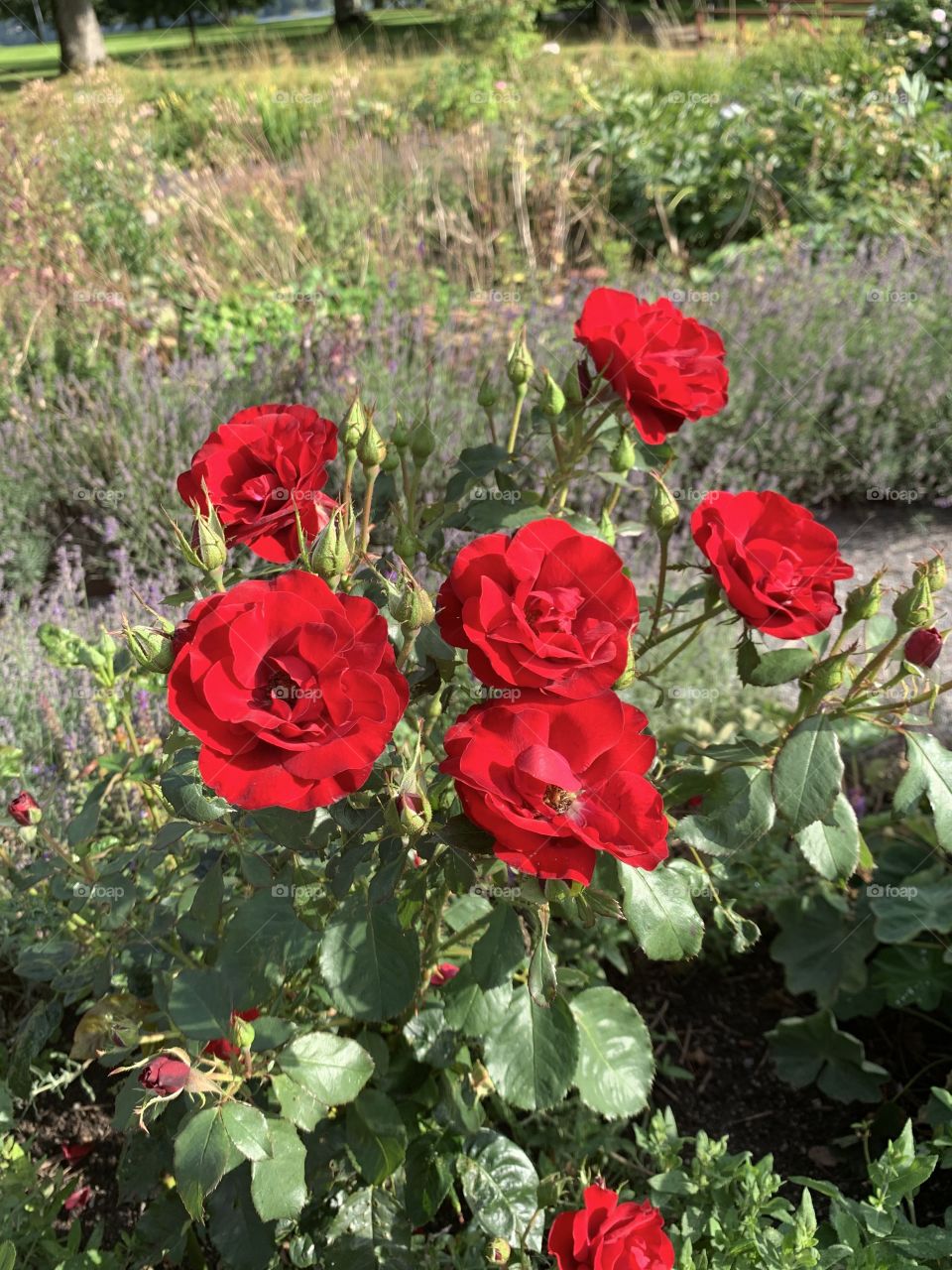 Red roses