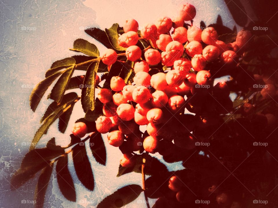 Rowanberry