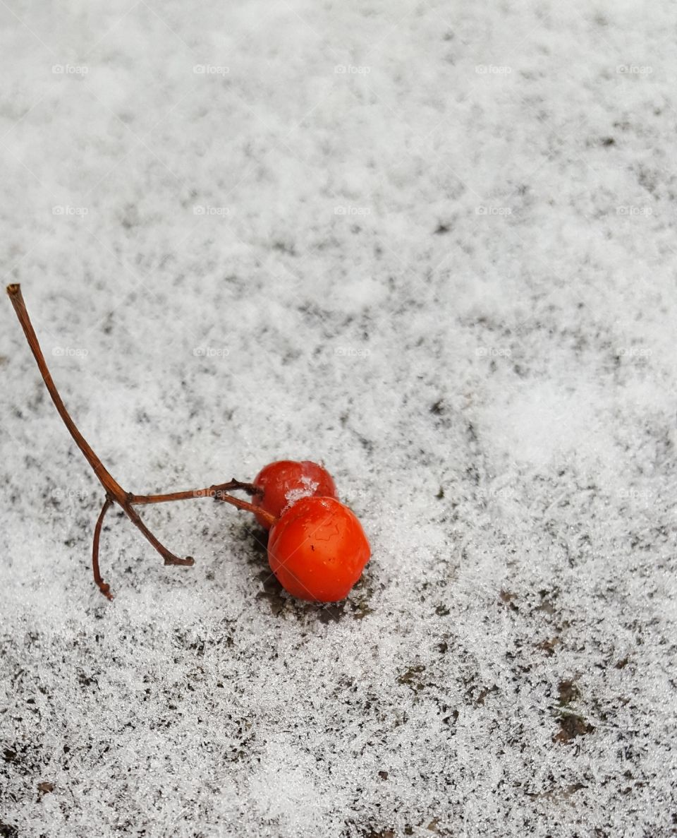 berries in the snow