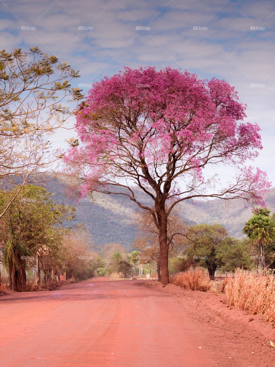 Ipê Rosa (Pantanal)