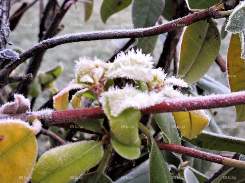 frosty leaves