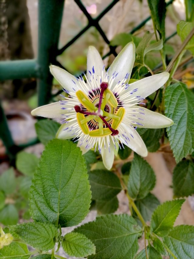 Beautiful flower