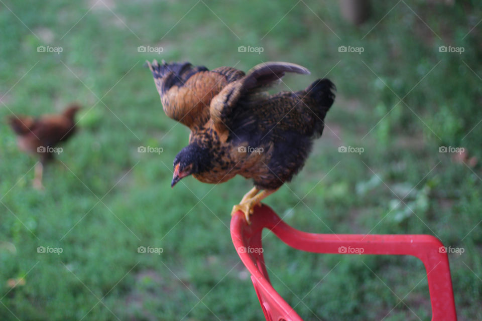 Chicken start to fly