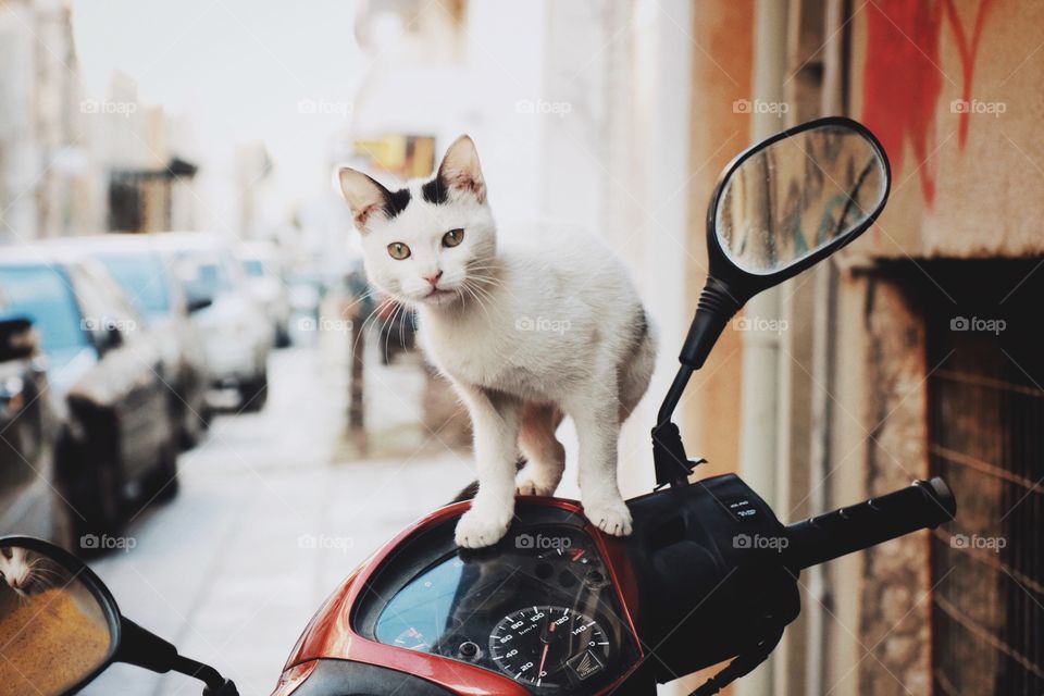 Cute cat on a motorbike