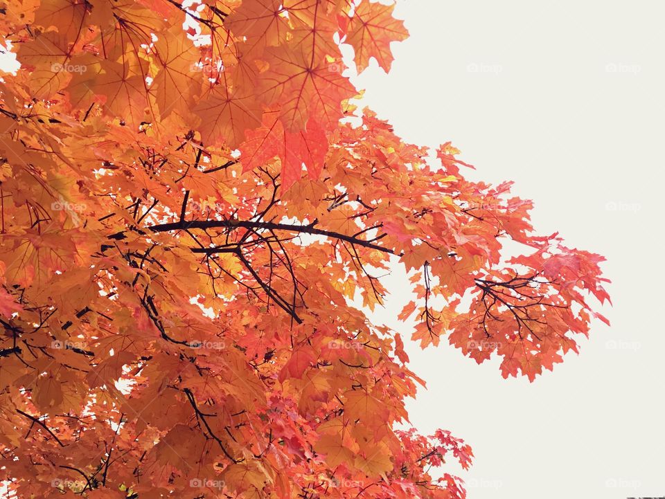 Autumn tree 🍂 