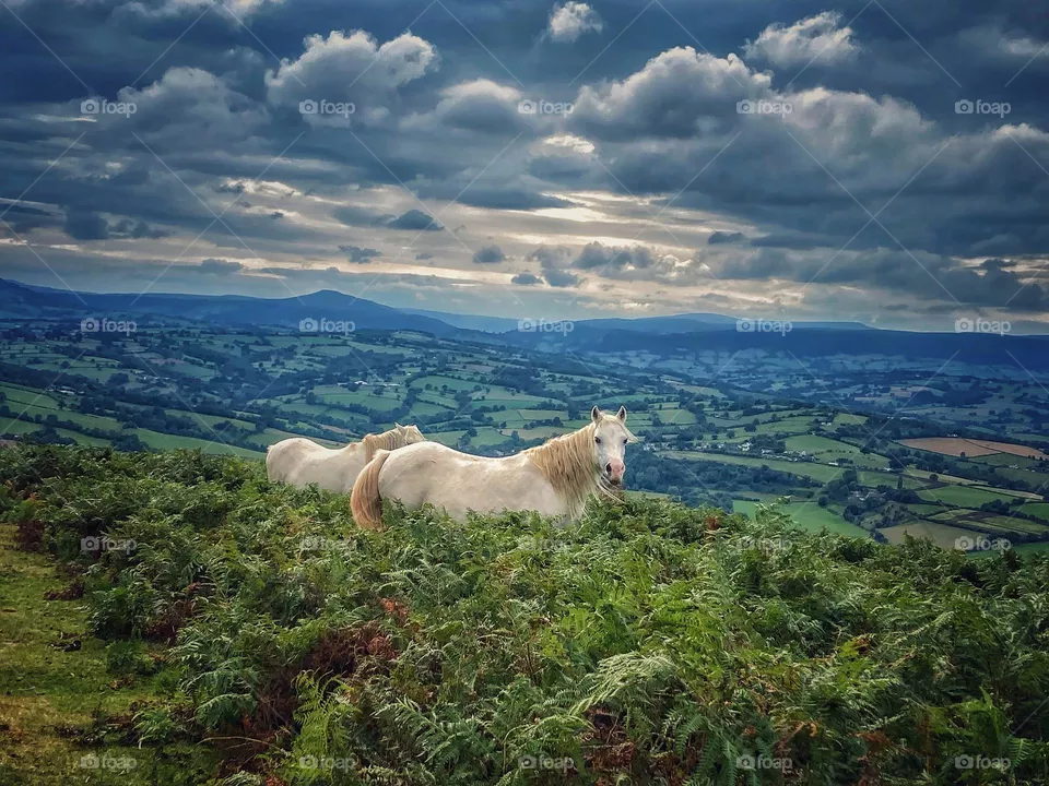 White horses on Garway Hill