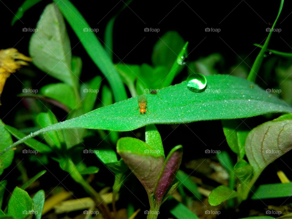 nature in night