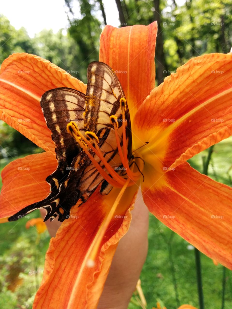butterfly & lilies