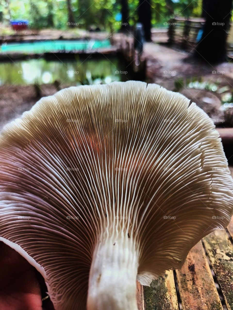 The bottom appearance or called lamella on the Pleurotus ostreatus mushroom, this mushroom is edible and tastes delicious
