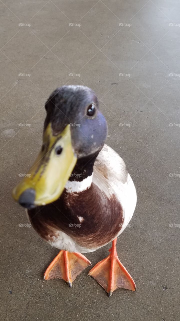 Curious duck