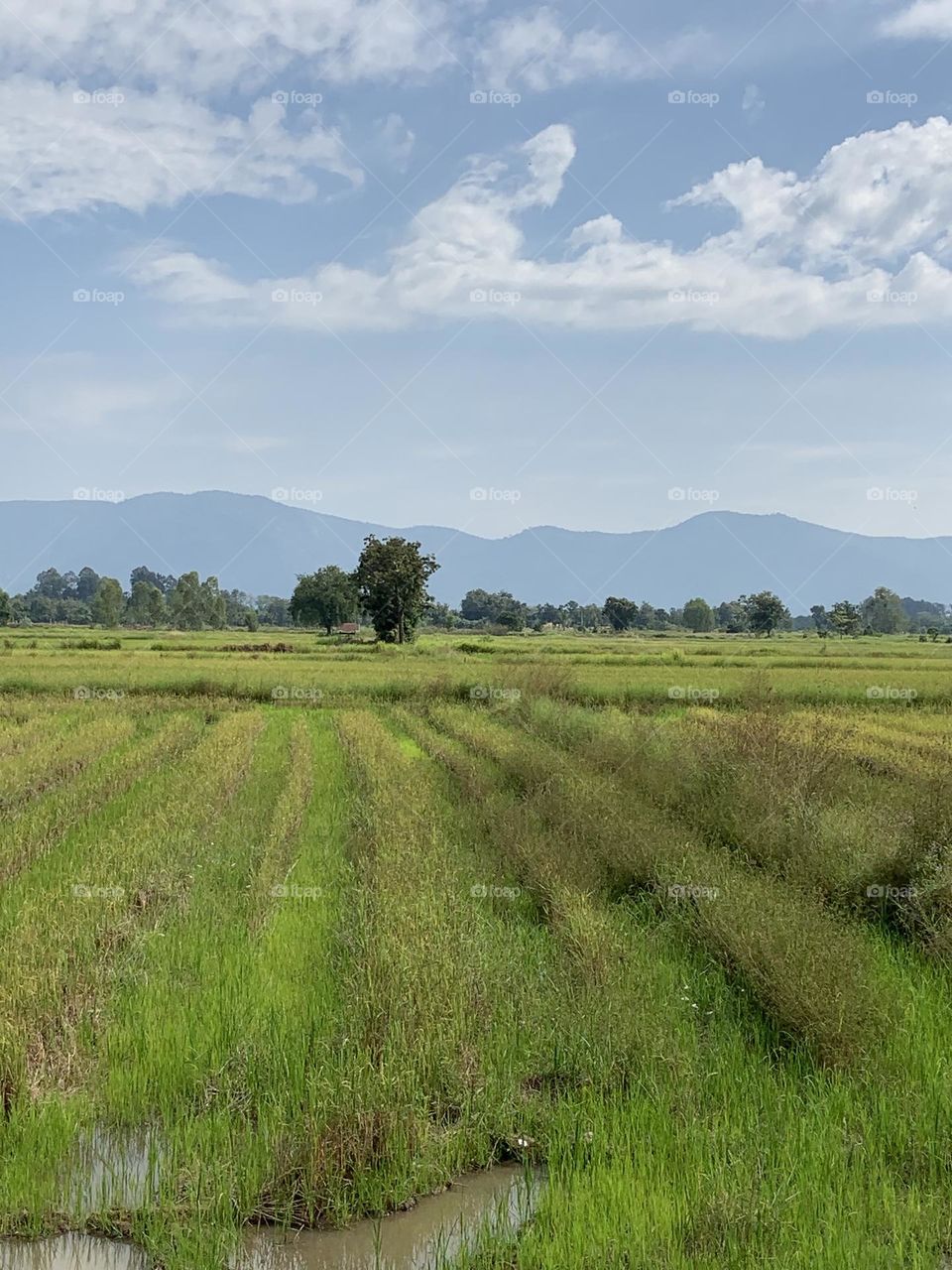 Battle :  Countryside vs City.