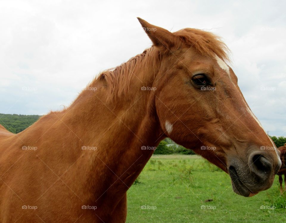 Beautiful horse portrait posing for the camera