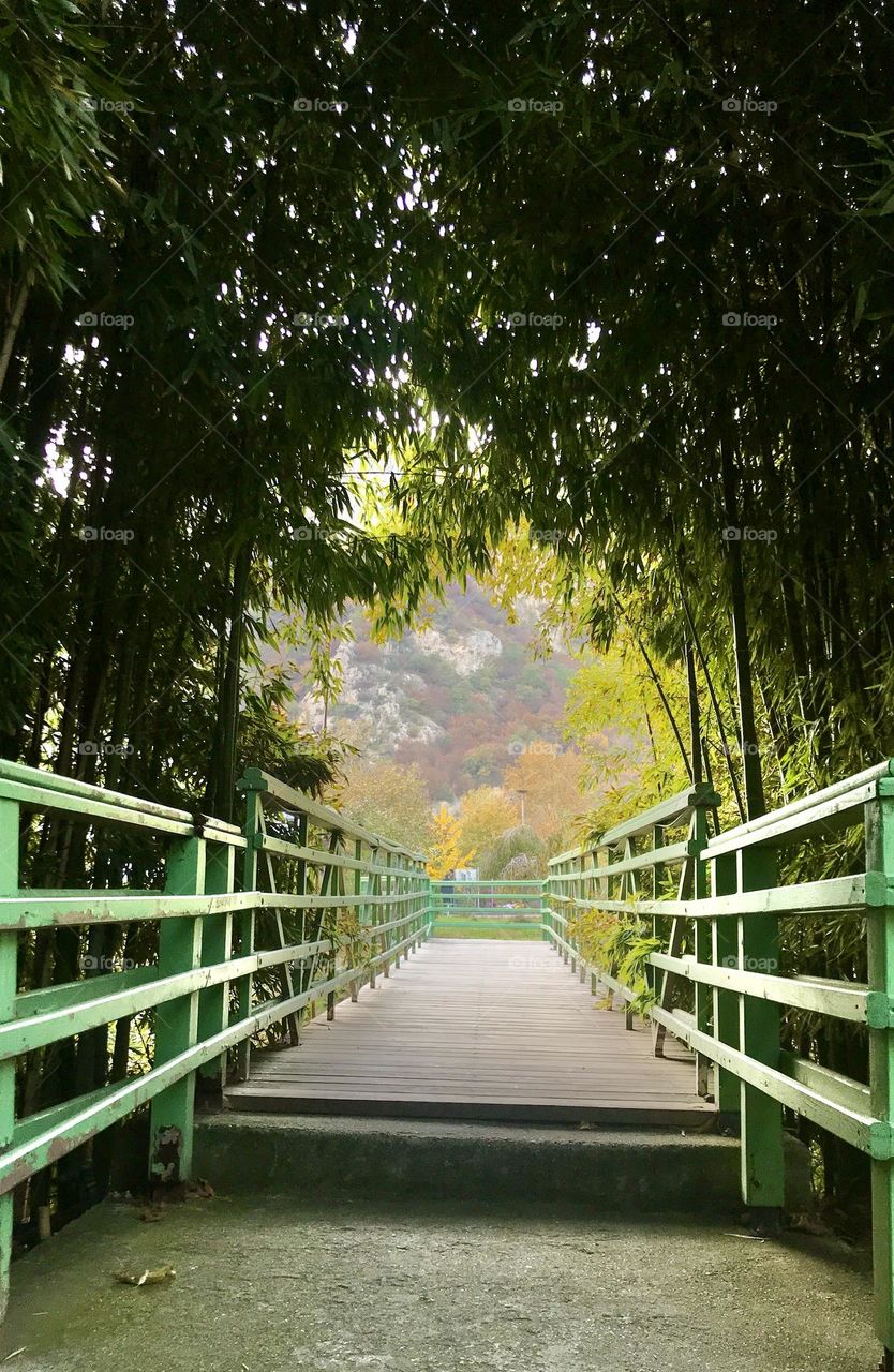 Bridge to the autumn 
