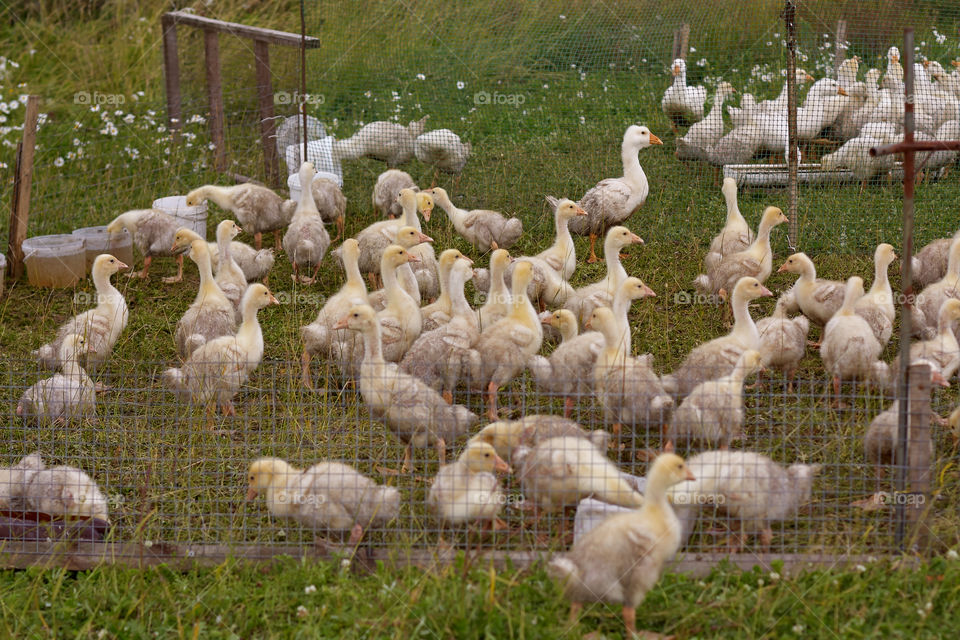 rural life of geese