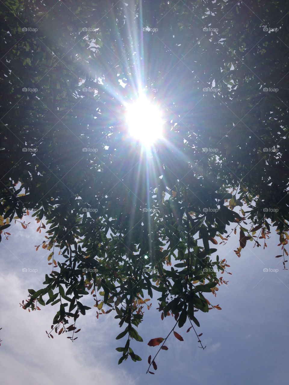 Sun on my face. Tree with sun shining through the leaves