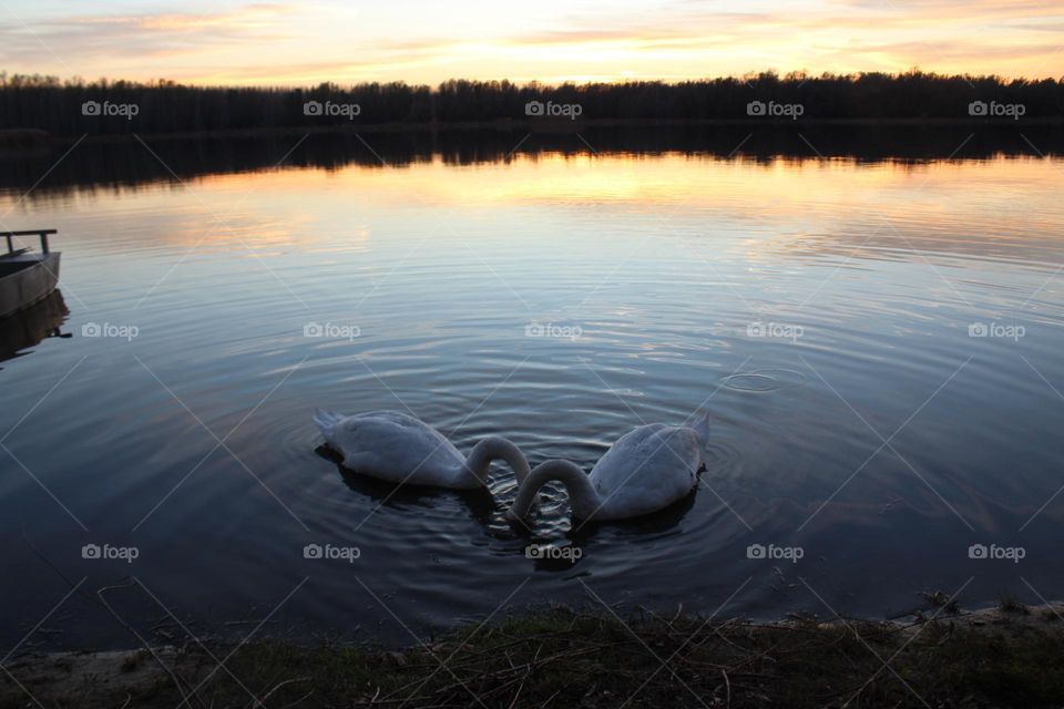 Swan lake and picturesque nature near Novy Sad in Serbia