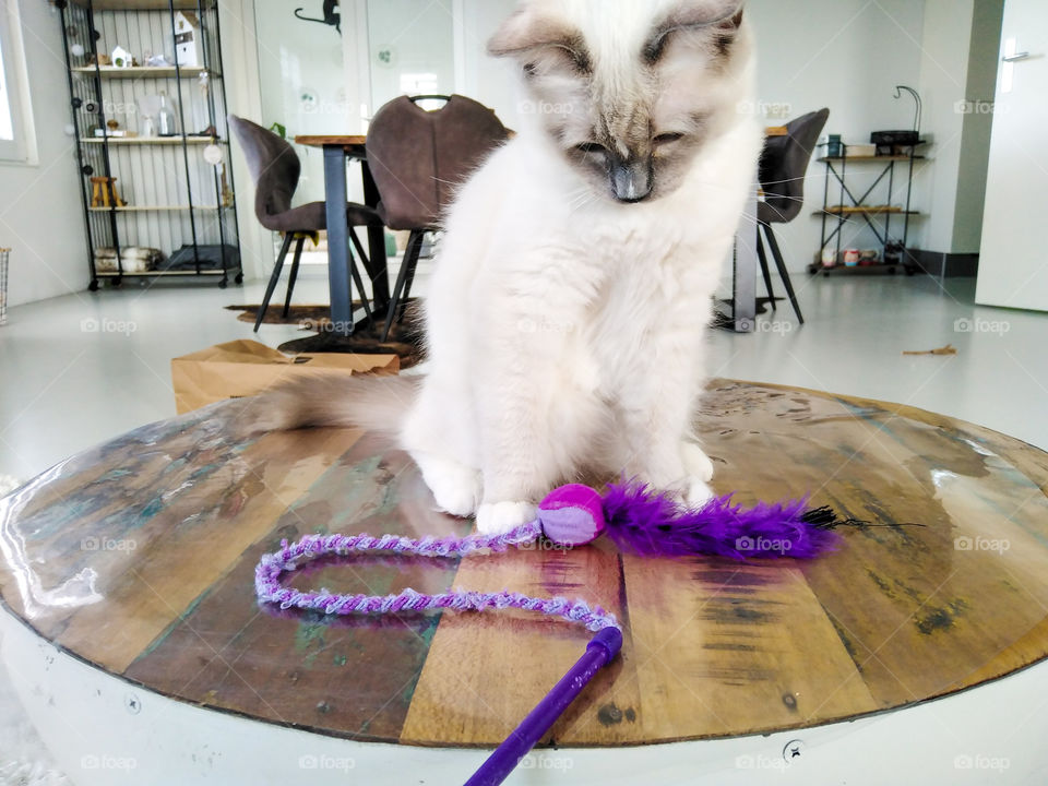 White cat playing on the table