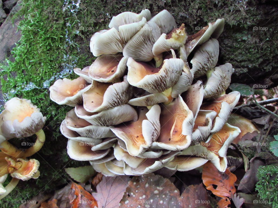 a large cluster of fungi growing on a moss covered log