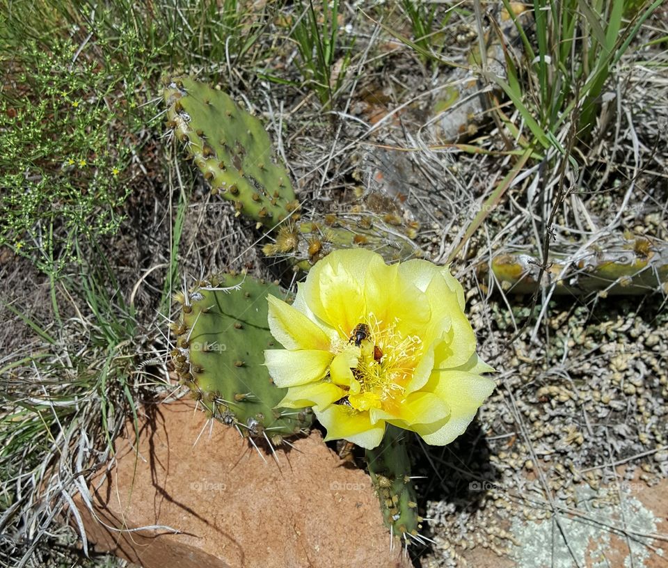 yellow cactus flower with a bee