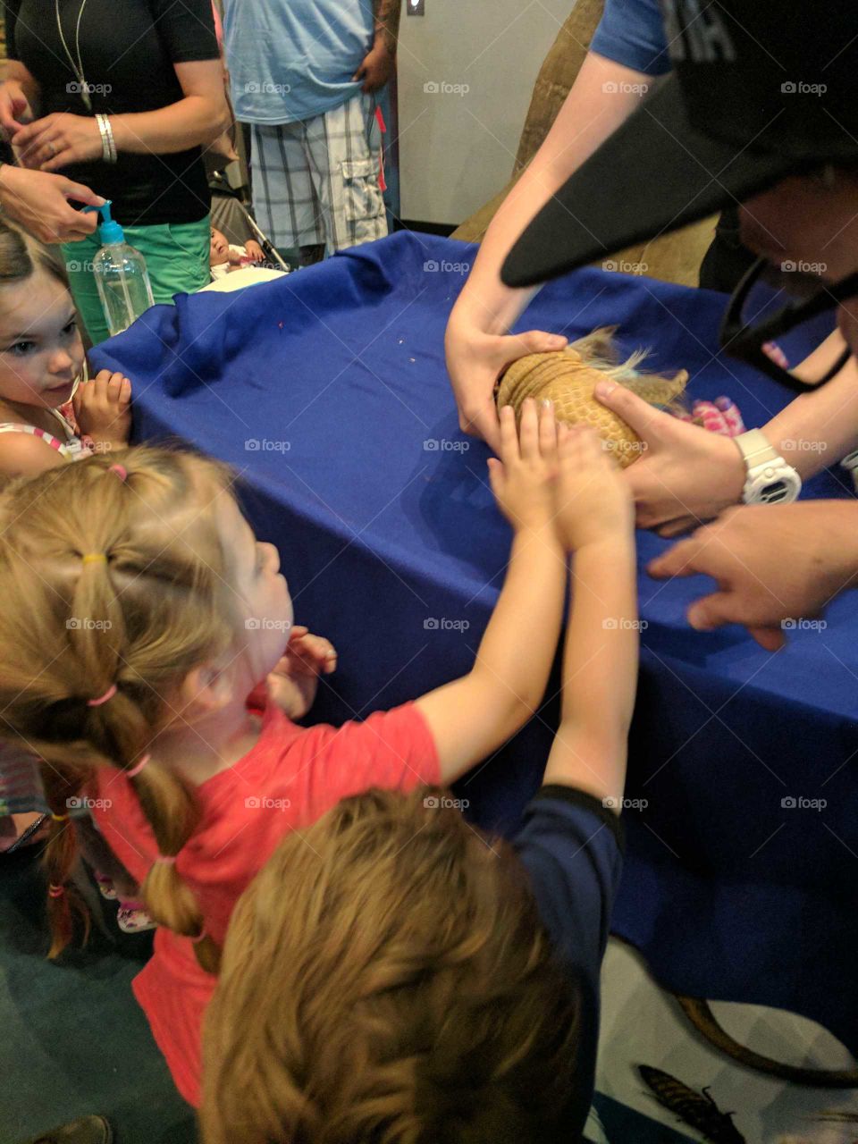 kids petting armadillo