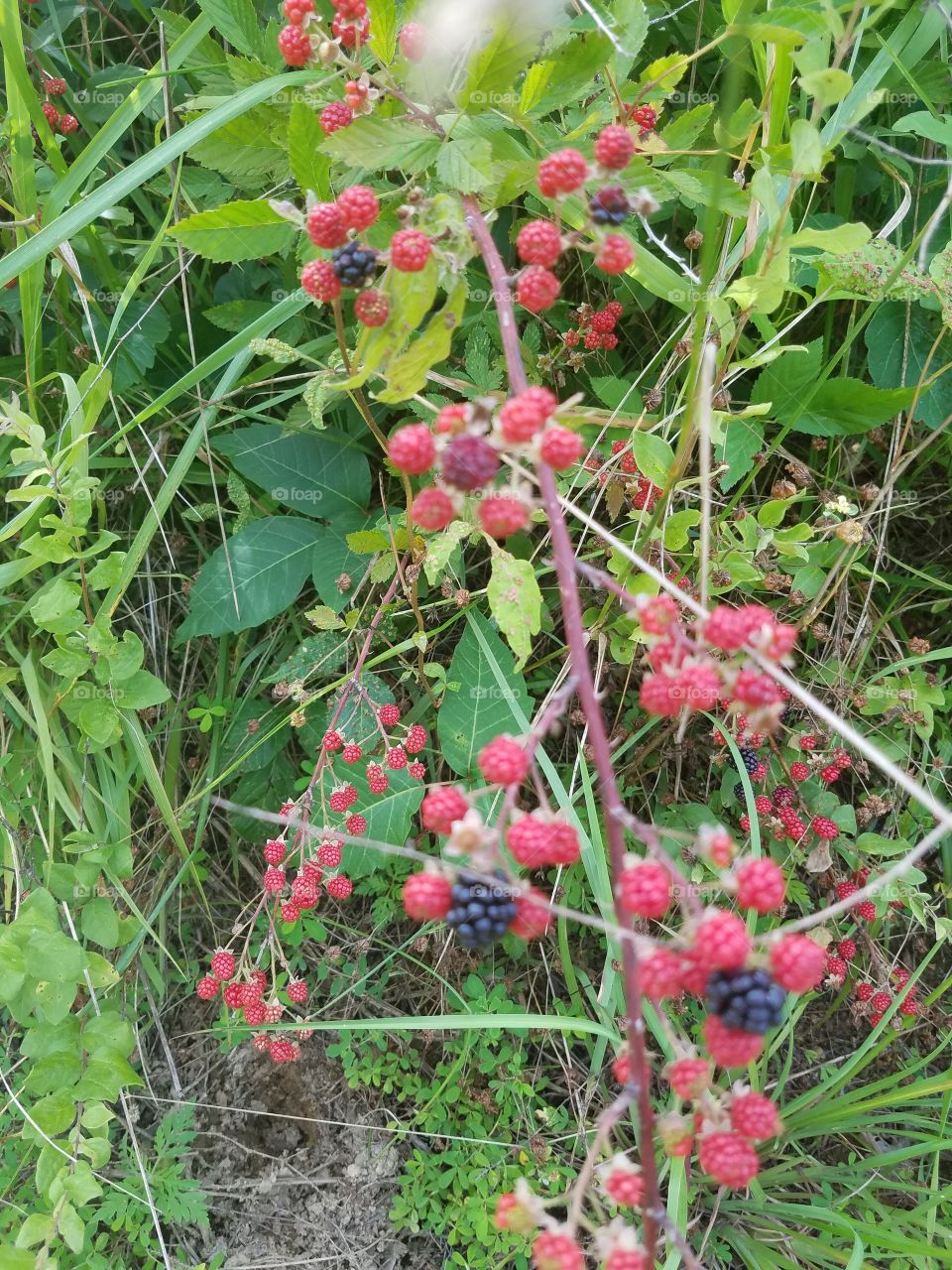 blackberries