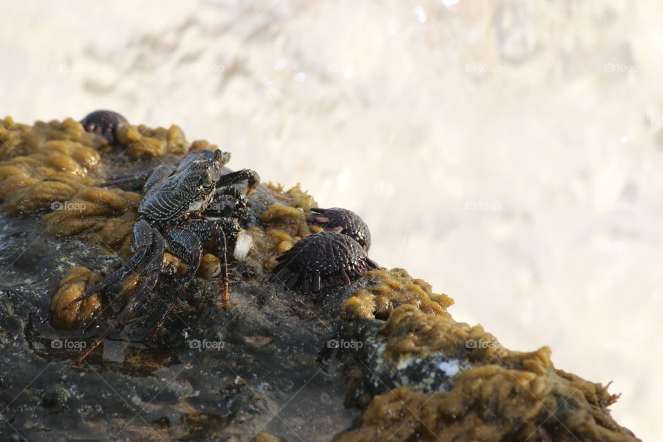 Black Crab