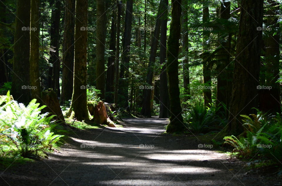 A Walk Through the Forest