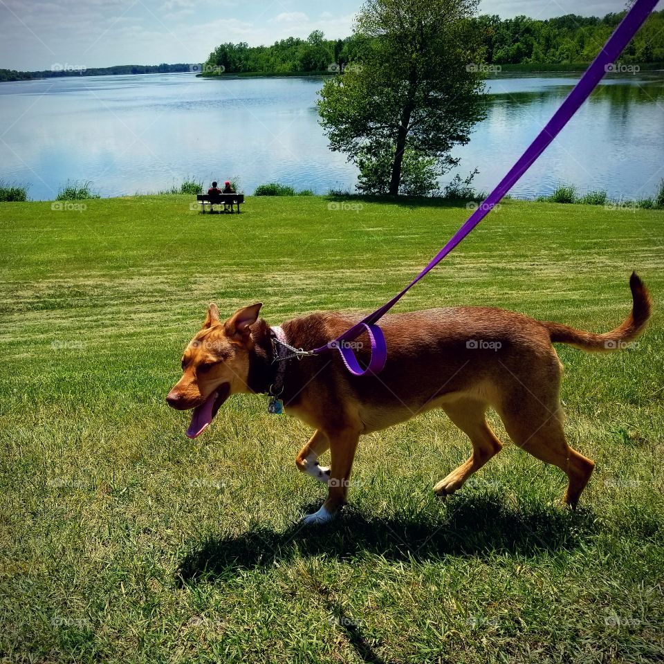 Nothing better than a nice walk with yoir dog on a beautiful spring day.