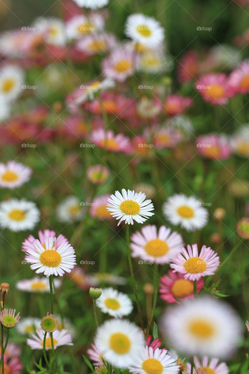 A close up of small, pretty daisies clustered together.
