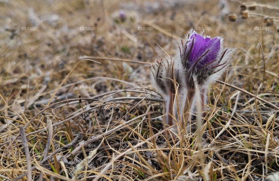 Crocus blooming on May 1